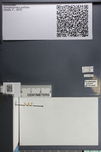 Media type: image;   Entomology 575337
